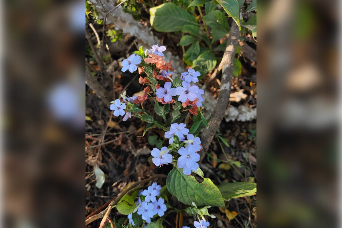 Purple wild flowers blooming naturally