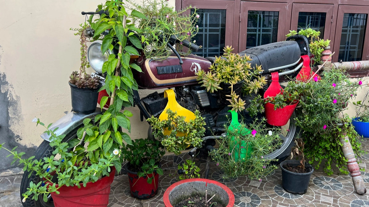 Indoor Plant Styling Ideas