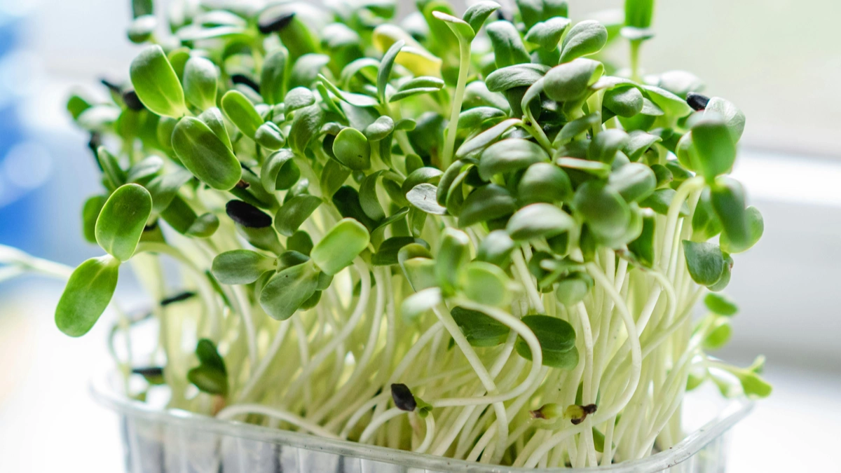 Microgreens Without Soil