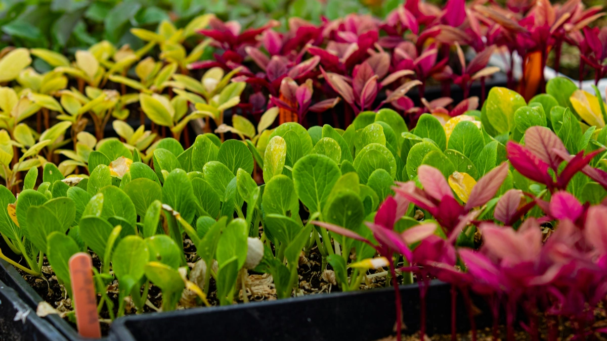 Growing Vegetables in Pots
