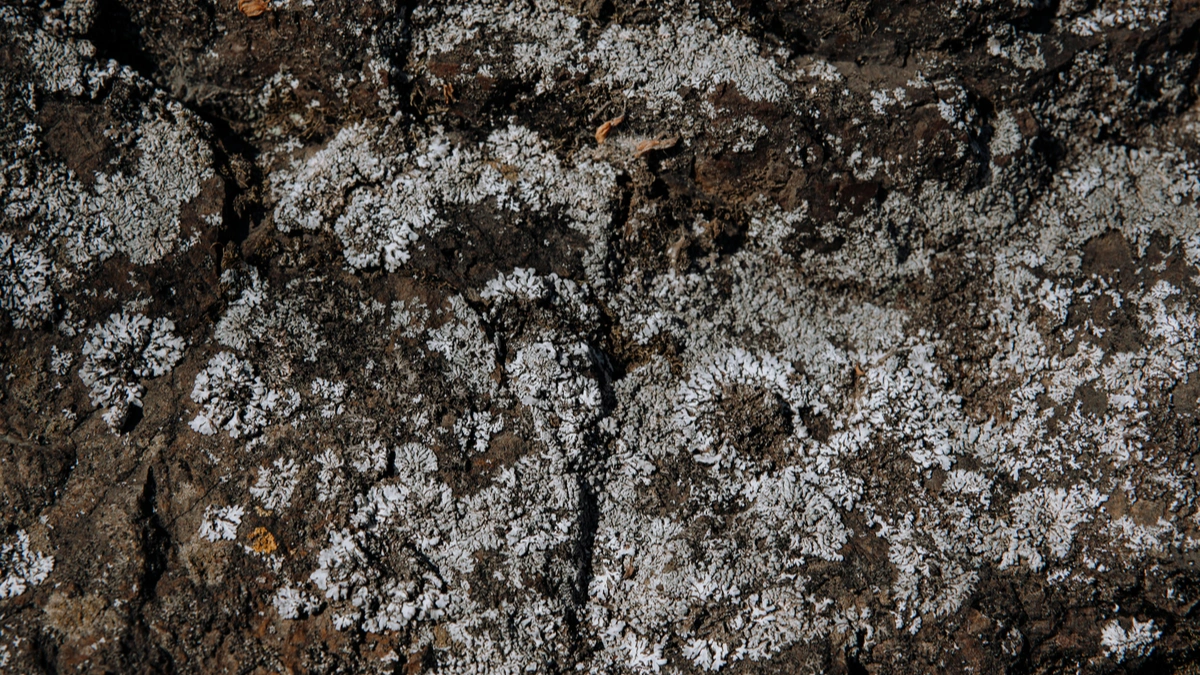 White Fungus on Soil