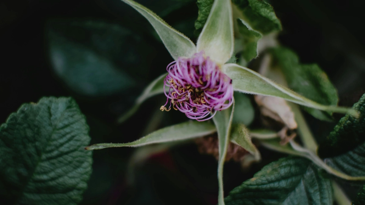 Why Indoor Plant Is Dying